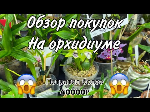 Видео: Обзор покупок на орхидиуме || Потратил более 40000₽ на орхидеи 😱🤯 || Новинки в коллекции  🥵