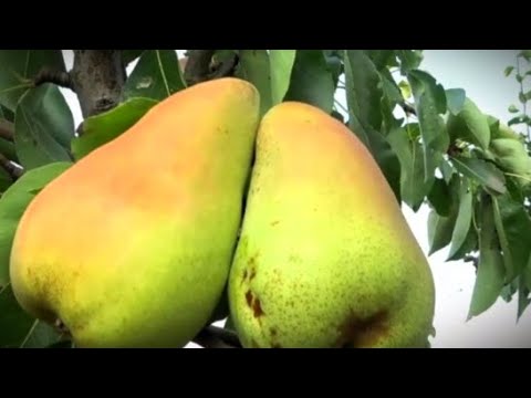 Видео: Часть 2. Обзор плодоношения осенних сортов груши