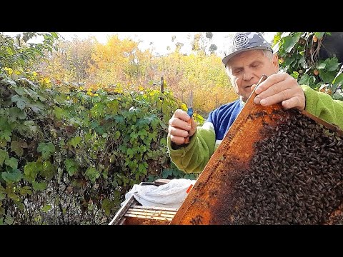 Видео: Уход за пчелами в затяжную теплую осень