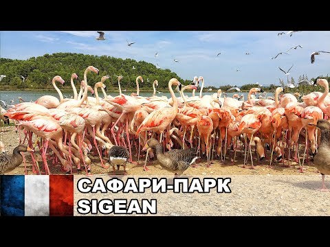 Видео: Французская Каталония / Сафари-парк Sigean / Франция #2