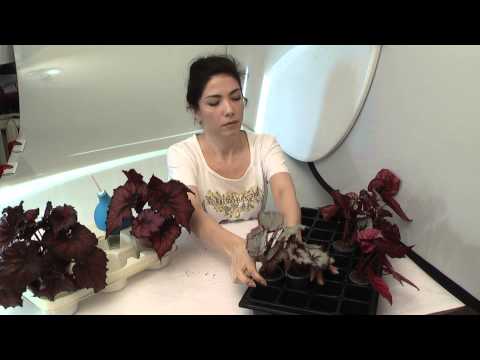 Видео: Полив комнатных растений. Нюансы.