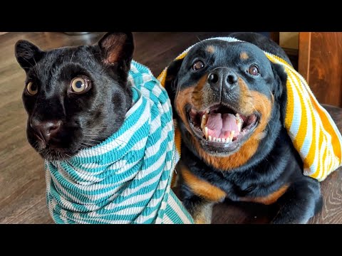 Видео: Плавимся от жары 🥵 как охладить пантеру 🐆