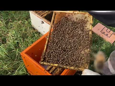 Видео: Формируем и Пересаживаем семью в новый улей