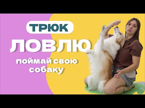 Видео: ТРЮК ДЛЯ СОБАКИ - собака падает на руки, ЛОВЛЮ, ПОЙМАЮ, ПАДАЙ, ДОВЕРЯЙ МНЕ