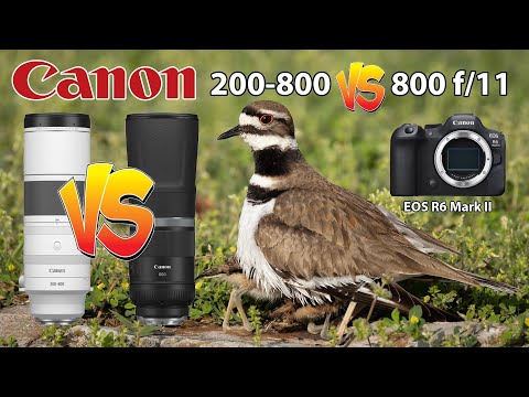 Видео: Canon RF 200-800 против RF 800 f/11. Фотосъемка птиц на камеру EOS R6 Mark II