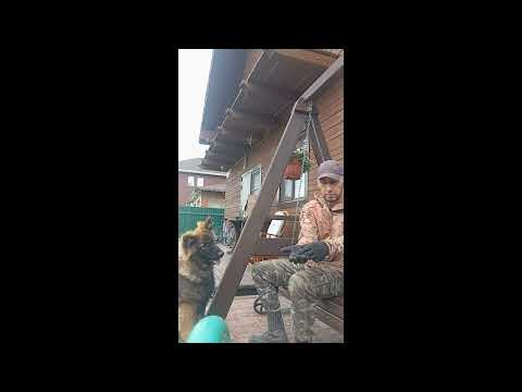 Видео: Собака слишком активна, что делать?