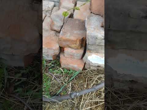 Видео: Не проснулся виноград почему и что делать.