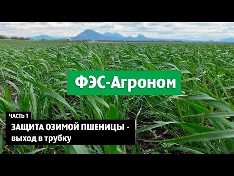 Видео: Защита озимой пшеницы - выход в трубку.  Часть 1