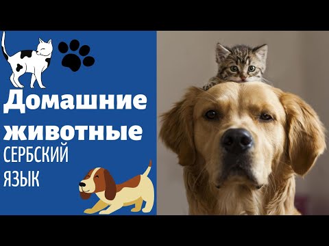 Видео: Домашние животные || Уроки сербского языка