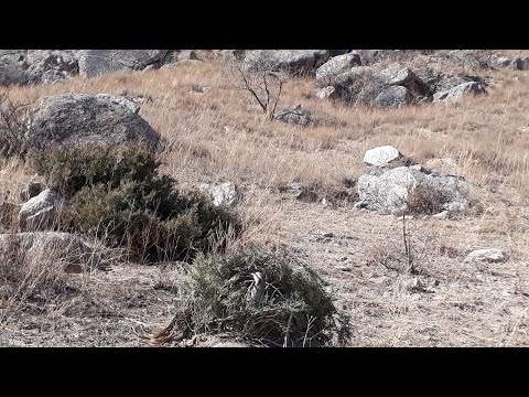 Видео: 31 ОКТЯБР 2025 ШИКОР ЧУЧАИ 4 МОХА👍👍💥💥💥💥