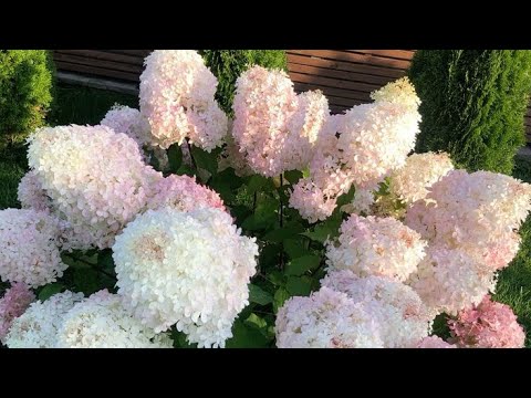 Видео: Гортензия метельчатая ,🌿🌿🌿остурулгон питомник 🌲🌲🌲
