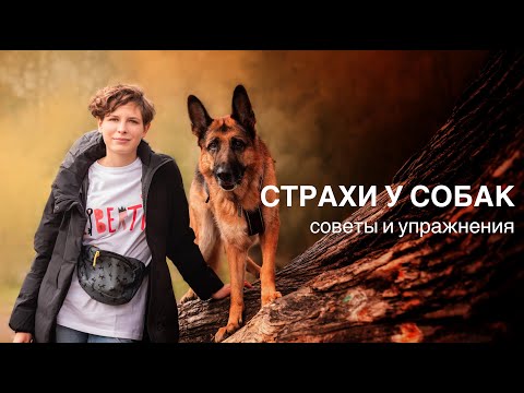 Видео: Собака боится улицы, шума, ветеринаров, других собак — что делать? Разговор с кинологом