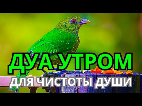 Видео: 🌅 УТРЕННЕЕ ДУА ДЛЯ ЧИСТОГО СЕРДЦА 🤲💖