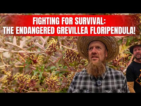 Видео: «БОРЬБА ЗА ВЫЖИВАНИЕ: НАХОДЯЩАЯСЯ ПОД УГРОЗОЙ ИСЧЕЗНОВЕНИЯ GREVILLEA FLORIPENDULA!»