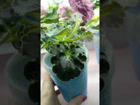 Видео: Обзор фиалок мини)