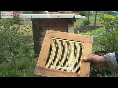 Видео: Відео № 123. Які бджоли бажано утримувати в альпійських вуликах.