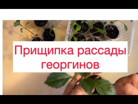 Видео: Прищипка георгинов Черенкование