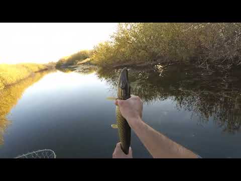 Видео: Осенний Налим , рыбалка на Ишиме .