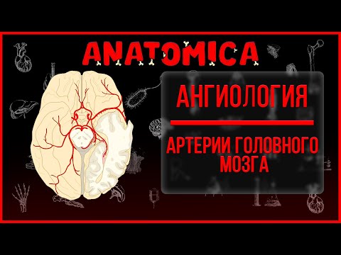 Видео: Артерии головного мозга / Виллизиев круг / Ангиология