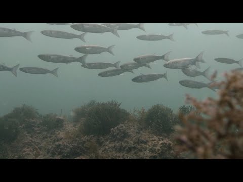 Видео: Ход кефали / Подводная охота