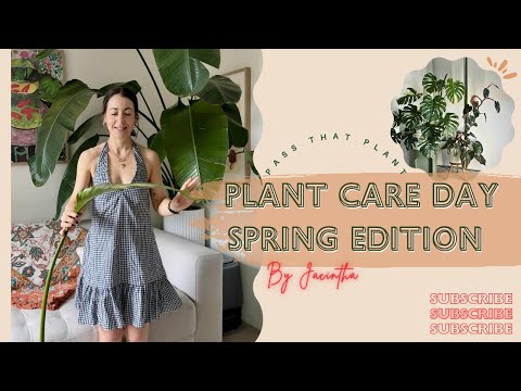 Видео: ЗВУК ИСПРАВЛЕН Возимся с комнатными растениями во время весенней грозы