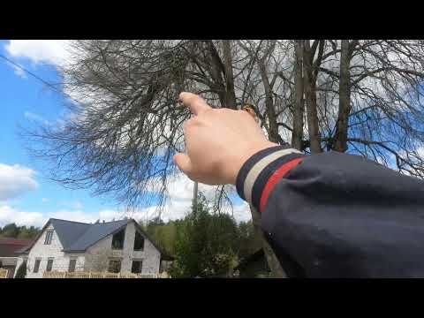 Видео: Арбористика‼️Обрезка крупных многоствольных лип🌳 Arboristics‼️Pruning large multi-stemmed lindens🌳