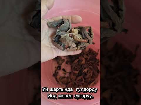 Видео: Уй шартында гулдорду Иод менен сугаруу.