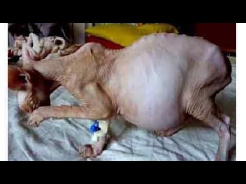 Видео: ФИП, последние данные