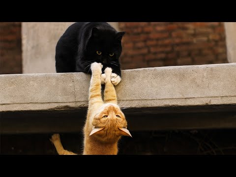 Видео: Кот висел на лапах с крыши, срываясь вниз...  Друг вцепился в него — и началась борьба за жизнь