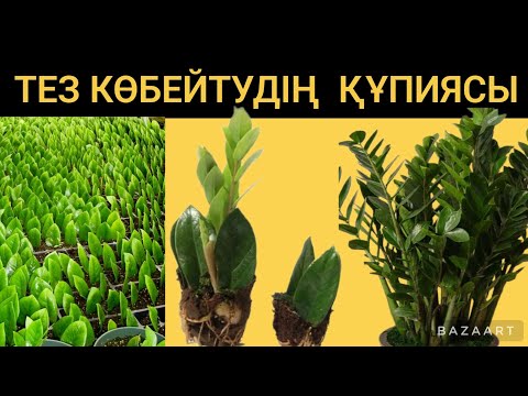 Видео: Доллар гүлін жапырақтан тез көбейту құпиясы