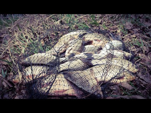 Видео: ПОПАЛИ НА ЖОР !!! Таких ЛАПТІВ ще не ловив. Рибалка на поплавок 2023. Підводна зйомка