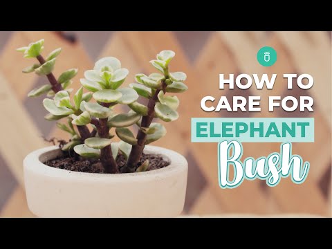 Видео: Как ухаживать за слоновым кустом | Portulacaria Afra Care