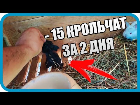 Видео: ИХ СОЖРАЛИ ЗАЖИВО. КТО? НЕ ПОВЕРИЛ ЕСЛИ БЫ НЕ УВИДЕЛ САМ!