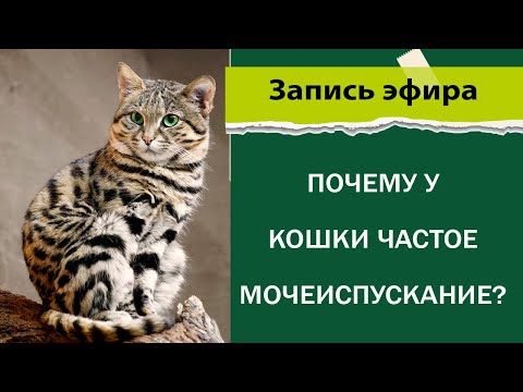 Видео: Почему у кошки частое мочеиспускание