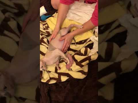Видео: Роды сфинкса