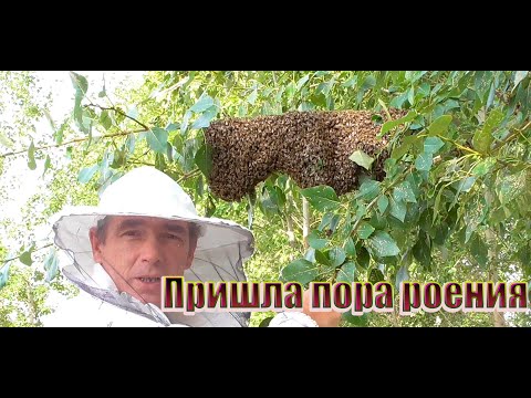 Видео: Вышел рой, снимаю рой с тополя. Роение естественное размножение пчёл.