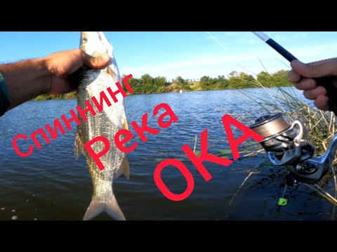 Видео: РЕКА ОКА / РЫБАЛКА НА СПИННИНГ.Ловля Жереха. Район Ступино. #NEKFiSh.