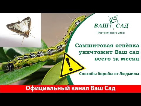 Видео: Этот вредитель уничтожит Ваш сад всего за месяц. Способы борьбы с самшитовой огнёвкой