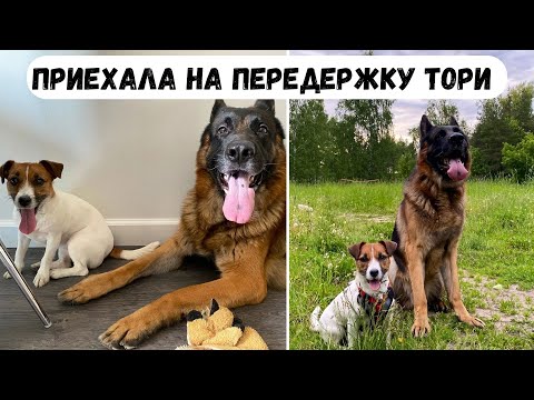 Видео: К НАМ ПРИЕХАЛА ТОРИ НА ПЕРЕДЕРЖКУ [влог] - первое знакомство, первая прогулка