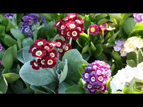 Видео: Английские примулы   от семян до цветения