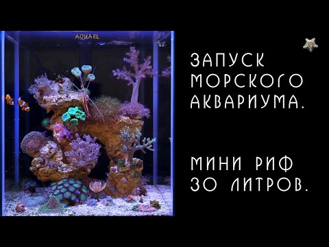 Видео: Морской аквариум. Мини риф 30 литров. Запуск.