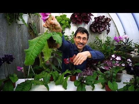 Видео: Плановая перевалка стрептокарпусов