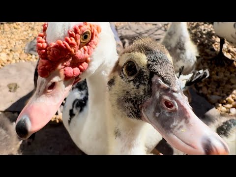 Видео: Жадные утки и утята напали на мой дом | Семья мускусных уток