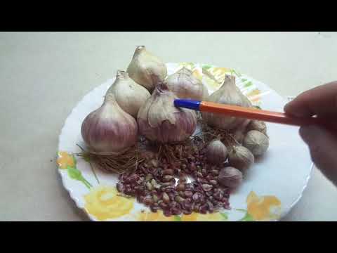 Видео: Я в шоке от цены на чеснок! Почти полторы тысячи за кг! Вот это посевной материал!