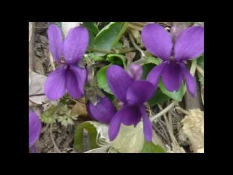 Видео: arajadzor  арачадзор  kapan  капан