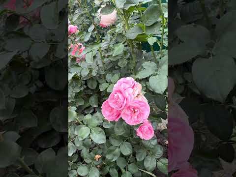 Видео: Троянда Байландо. (Bailando) Флорібунда
