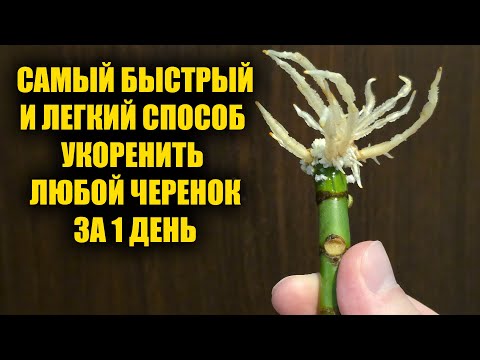 Видео: Укоренится за 1 день любой черенок! Самый эффективный способ укоренения любых черенков