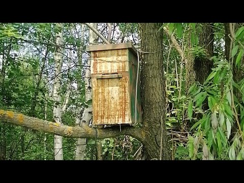 Видео: Сразу четыре роя, ловля роёв, продолжение...