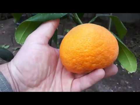 Видео: Теплица осенью