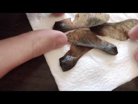 Видео: Клён из семян